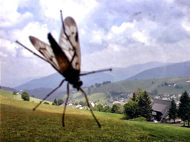 交通探头监控器_交通监控摄像头原理_如何利用TP-Link摄像头进行交通监控？