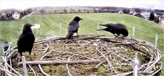 交通探头监控器_如何利用TP-Link摄像头进行交通监控？_交通监控摄像头原理