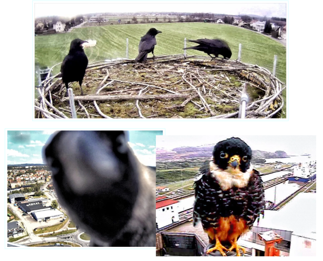 交通监控摄像头原理_如何利用TP-Link摄像头进行交通监控？_交通探头监控器